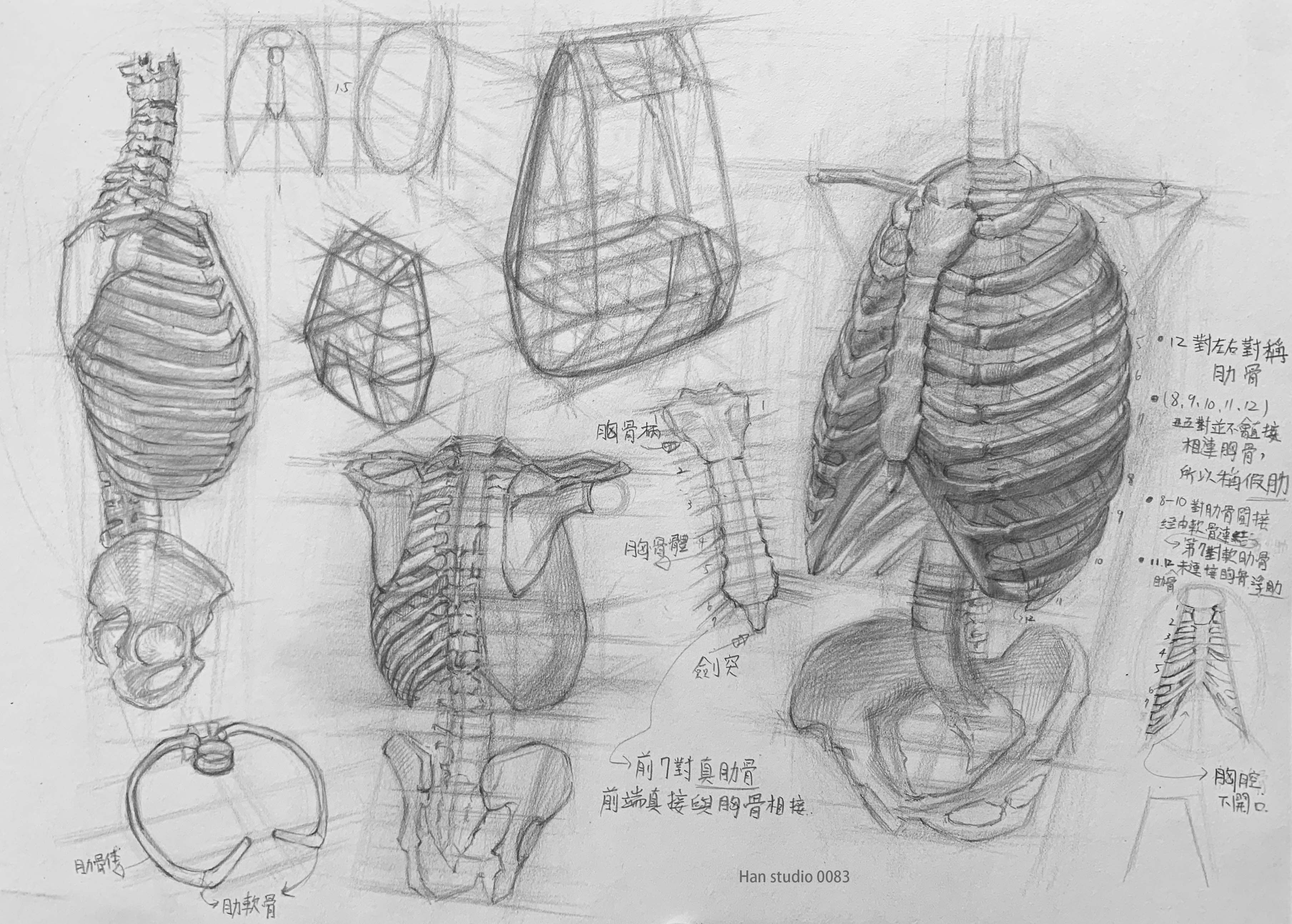 Proko Ribcage And Torso Form Exploration