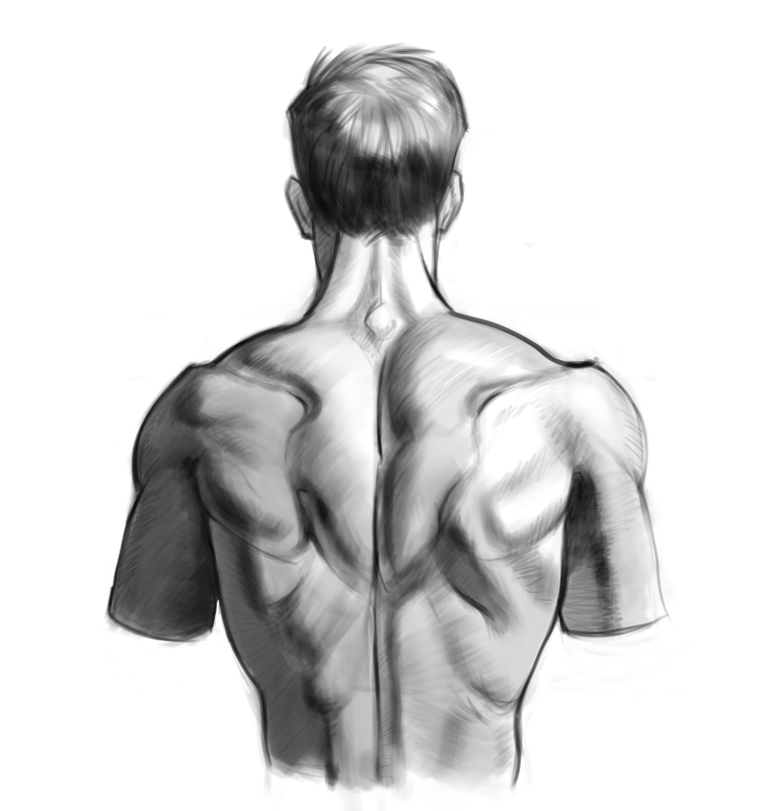 Male Back Drawing Male Back Drawing