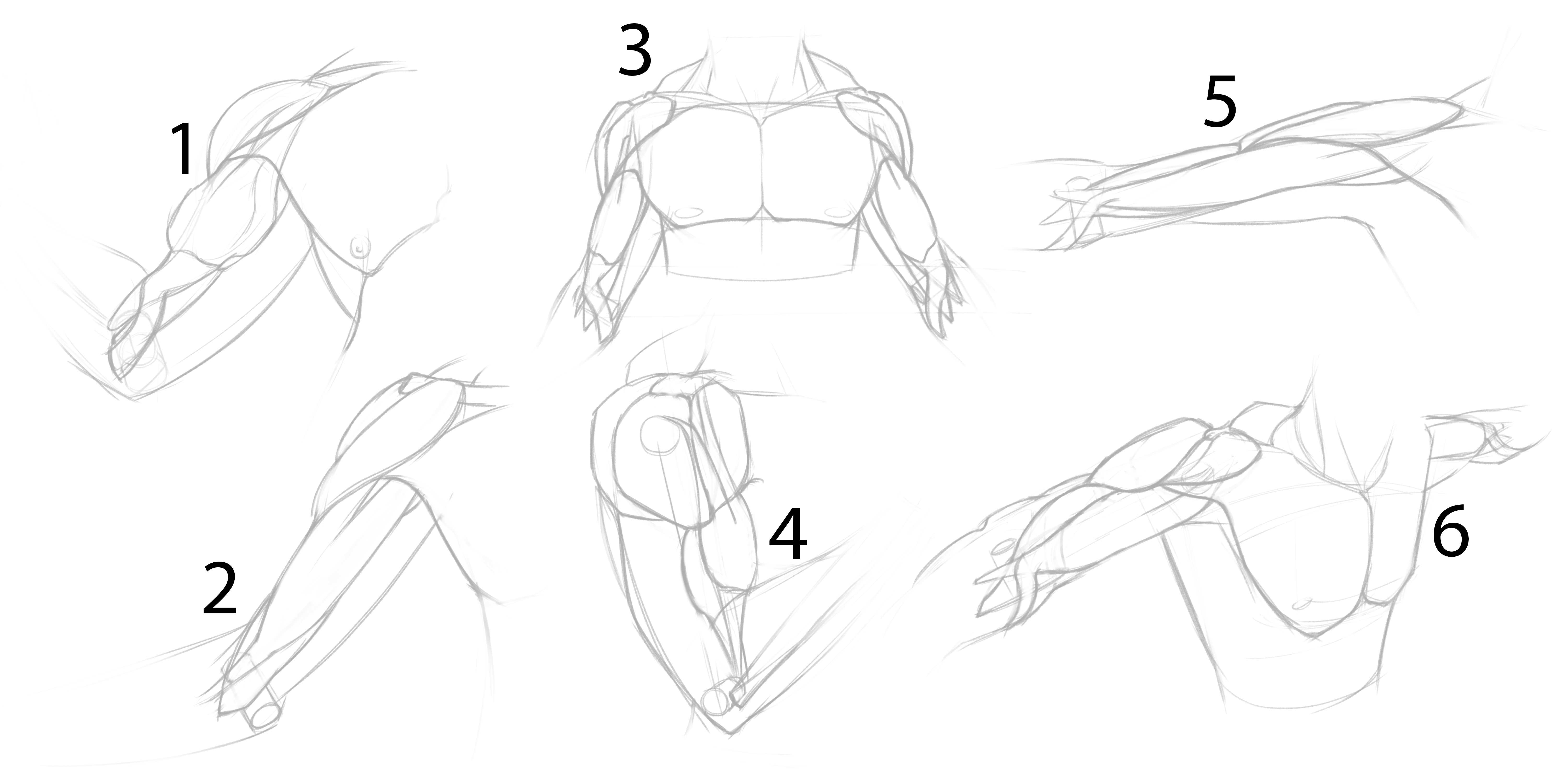 Arm Drawing Reference