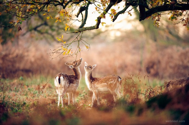 Forest Animals Photography