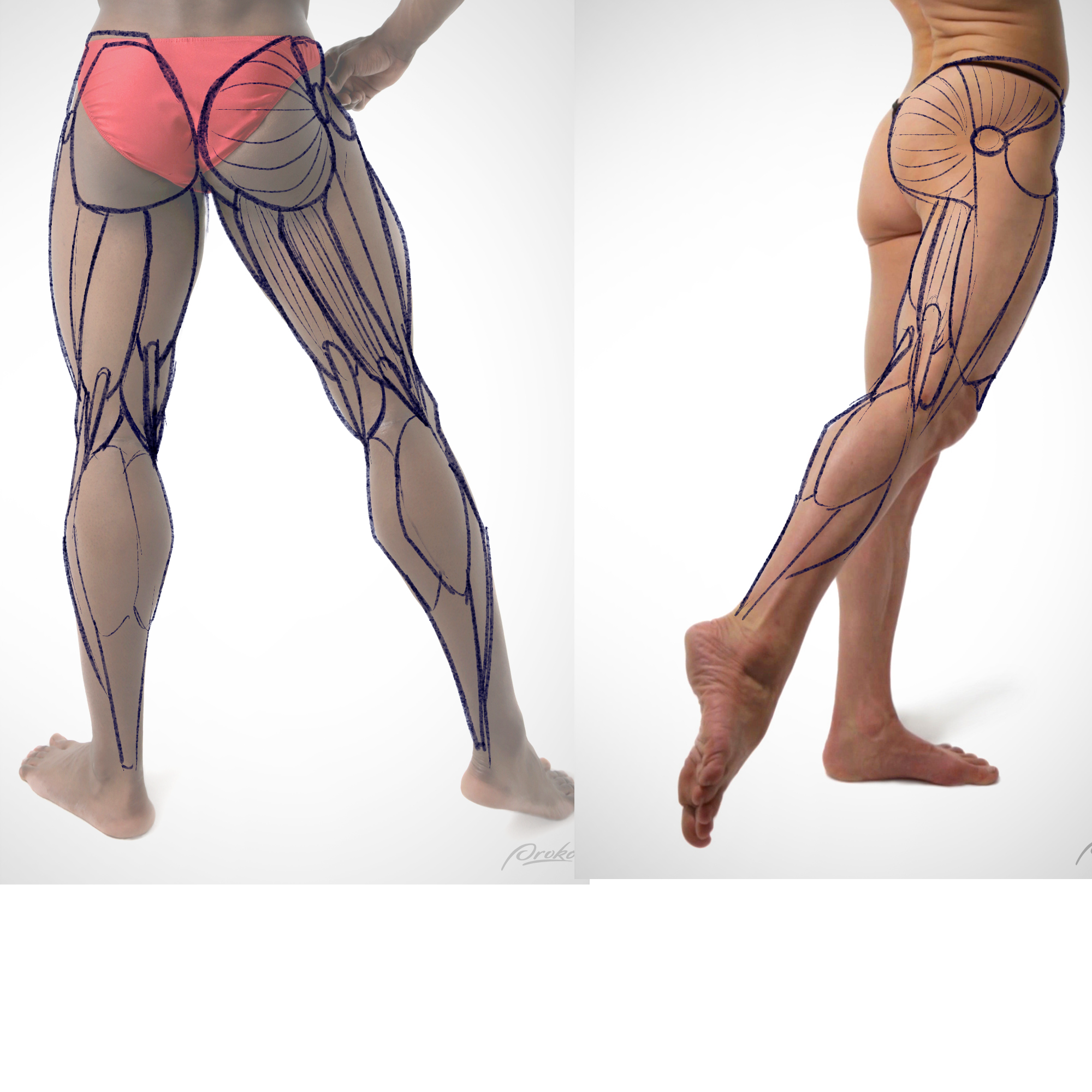 Hamstring Muscle Set Muscular Hamstrings