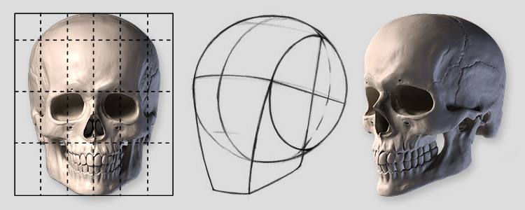 Proko - Skelly - Poseable Anatomy Model for Artists