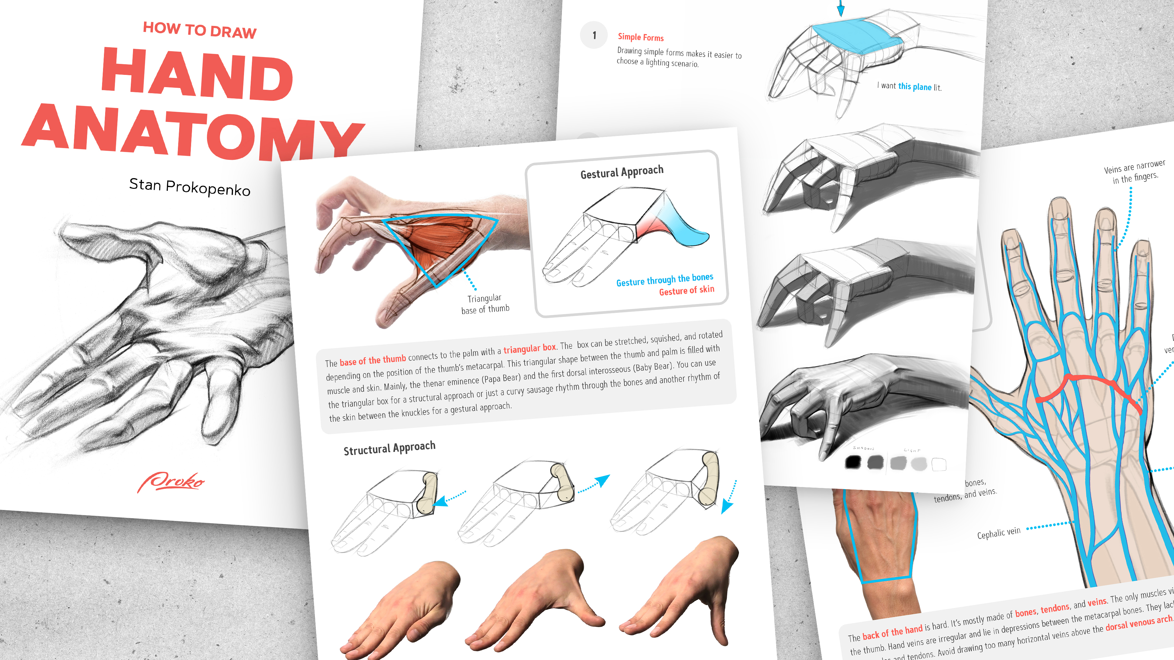 Proko - How to Draw Hand Anatomy eBook PDF