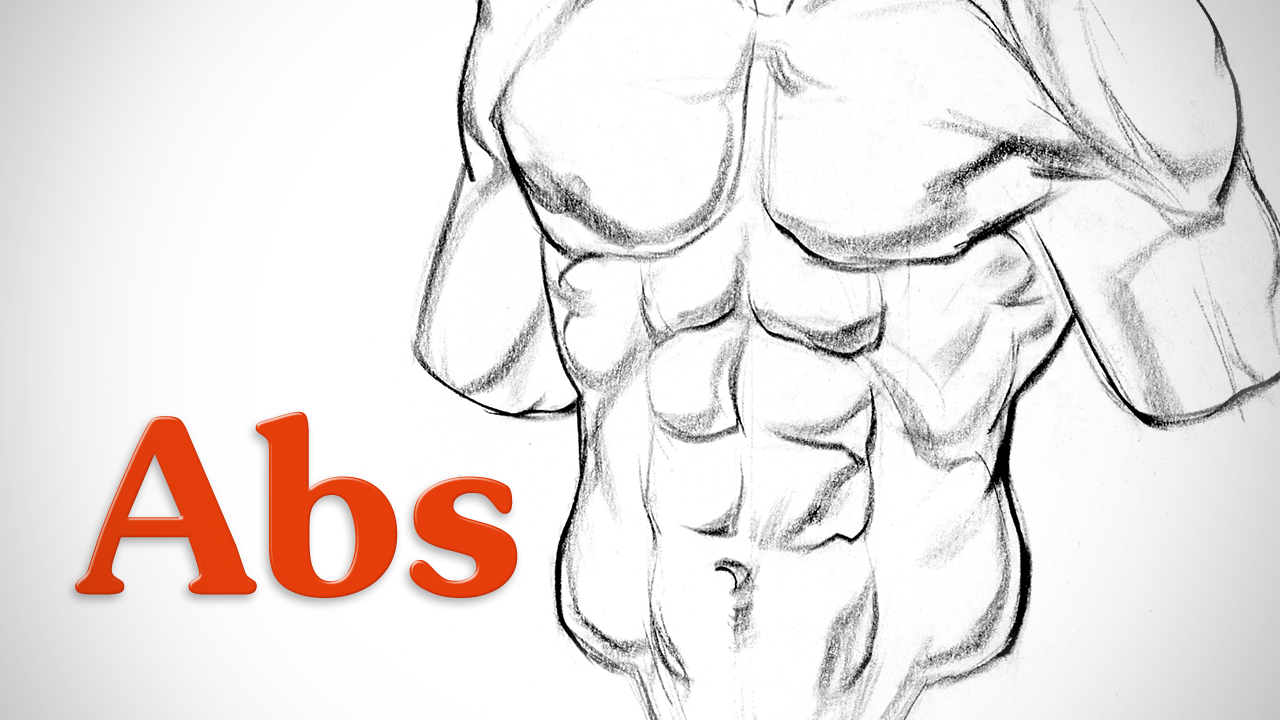 Proko How to Draw Abs Anatomy
